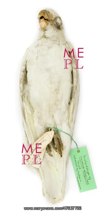 : Cacatua sanguinea, from the Gould Collection : Cacatua sanguinea, from the Gould Collection