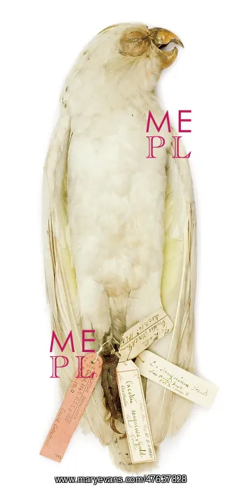 : Cacatua sanguinea, from the Gould Collection : Cacatua sanguinea, from the Gould Collection