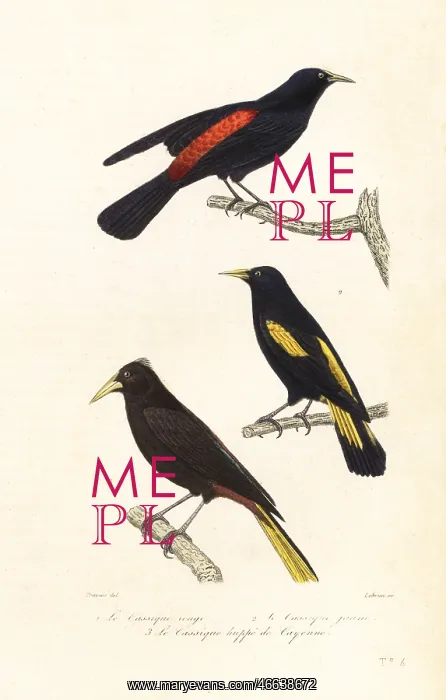 : Cacique species and crested oropendola : Cacique species and crested oropendola