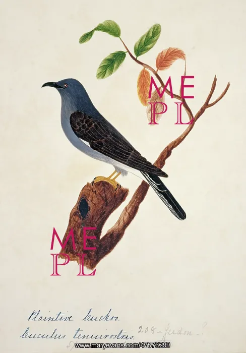  : Cacomantis passerinus, grey-bellied cuckoo
