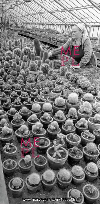 : Cacti greenhouse : Cacti greenhouse