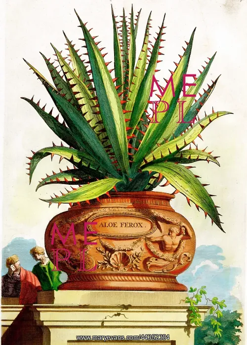 : Cactus (Aloe Ferox)