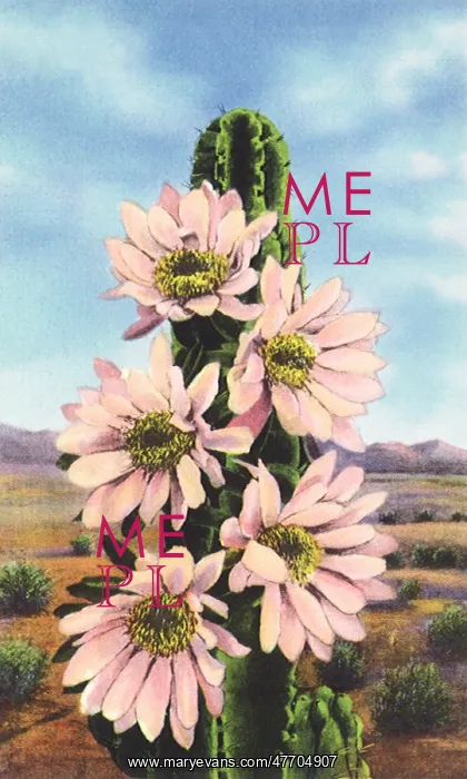  : Cactus in Bloom