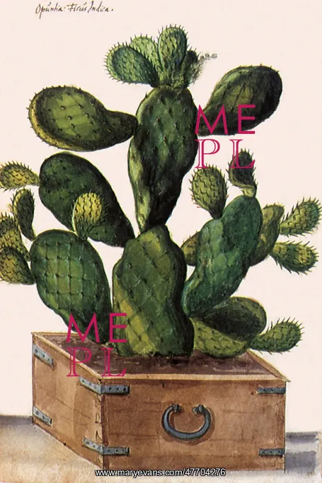  : Cactus in a BoX