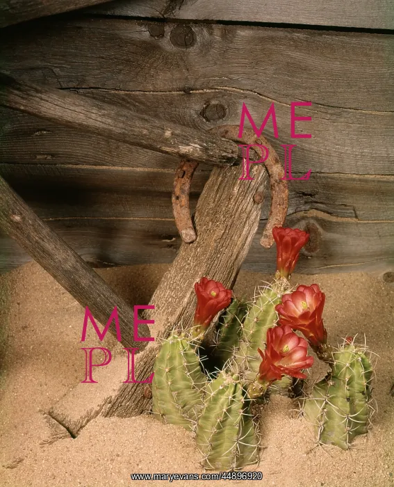  : CACTUS FLOWERS HORSESHOE BROKEN WAGON WHEEL
