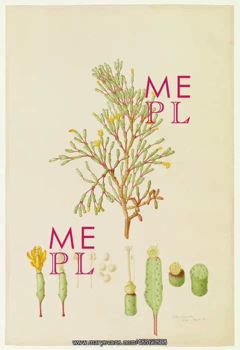 : Cactus salicomoides, cactus : Cactus salicomoides, cactus