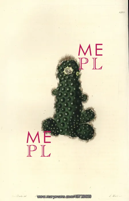 : Cactus tenuis : Cactus tenuis