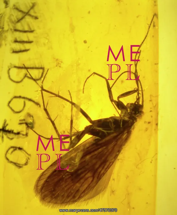: Caddis fly in amber : Caddis fly in amber