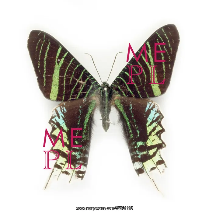 : Cadphises moorei : Cadphises moorei