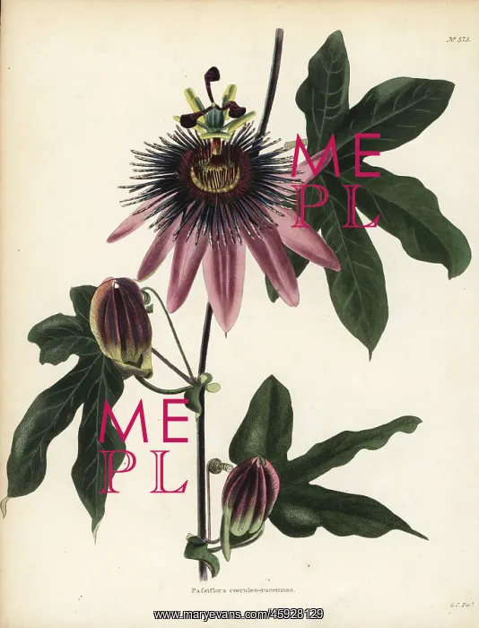 : Caeruleoracemosa passionflower, Passiflora caeruleo-racemosa : Caeruleoracemosa passionflower, Passiflora caeruleo-racemosa