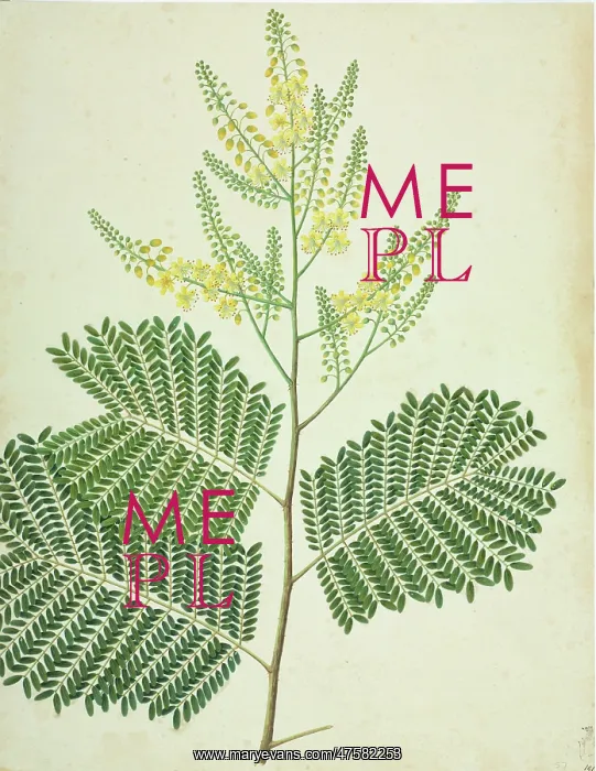 : Caesalpinia sp : Caesalpinia sp