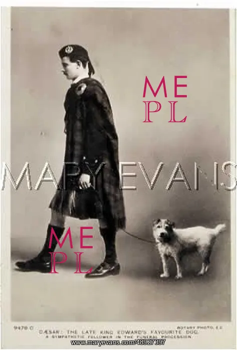 : Caesar at Edward VII's funeral 1910 : Caesar at Edward VII's funeral 1910