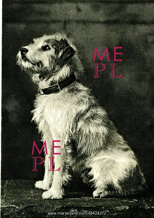 : Caesar, Wire Fox Terrier, King Edward VII's dog : Caesar, Wire Fox Terrier, King Edward VII's dog