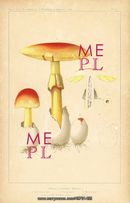 : Caesar's mushroom, Amanita caesarea : Caesar's mushroom, Amanita caesarea