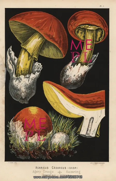 : Caesar's mushroom, Amanita caesarea, Agaricus : Caesar's mushroom, Amanita caesarea, Agaricus