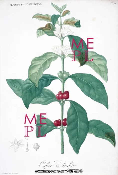 : Cafier d'arabic, coffee plant : Cafier d'arabic, coffee plant