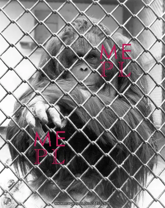  : CAGED ORANGUTAN