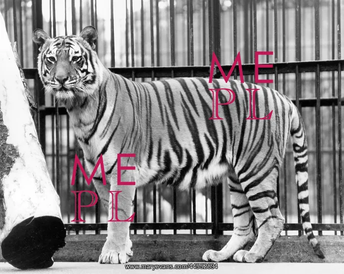  : CAGED TIGER