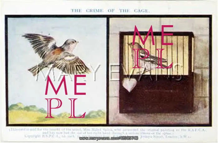 : AGAINST CAGING BIRDS : AGAINST CAGING BIRDS