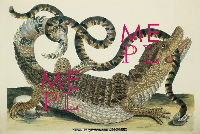  : Caiman or Crocodile
