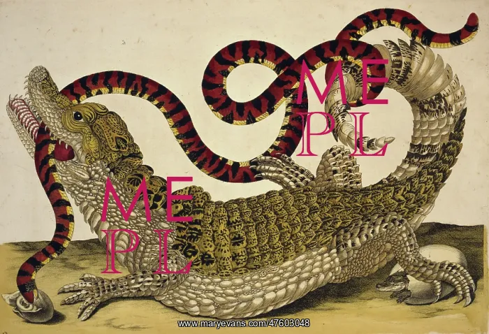: Caiman crocodilus crocodilus and Anilius scytale : Caiman crocodilus crocodilus and Anilius scytale