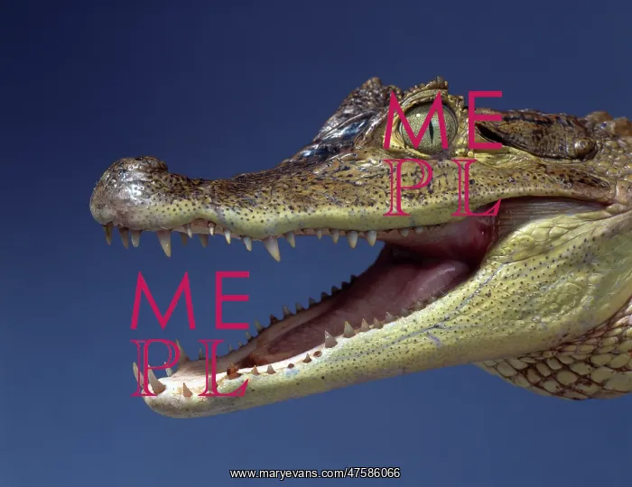 : Caiman crocodilus, spectacled caiman : Caiman crocodilus, spectacled caiman