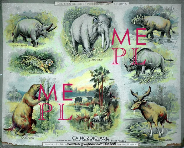 : The Cainozoic Age : The Cainozoic Age
