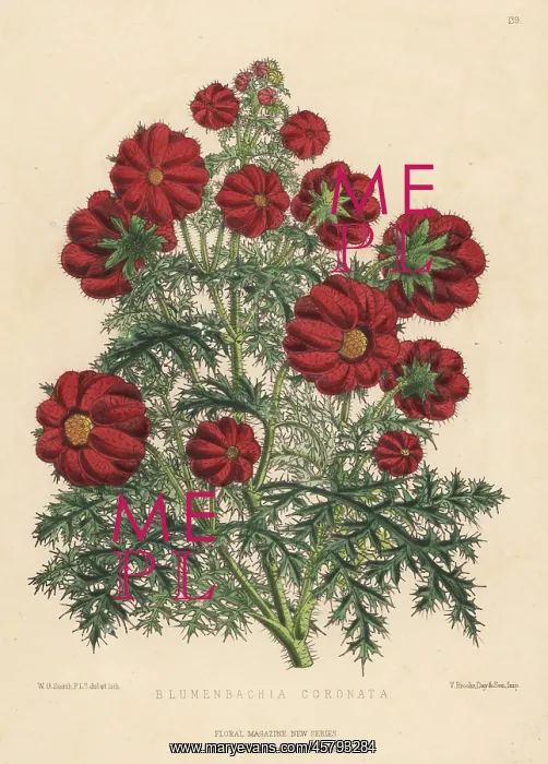: Caiophora coronata : Caiophora coronata