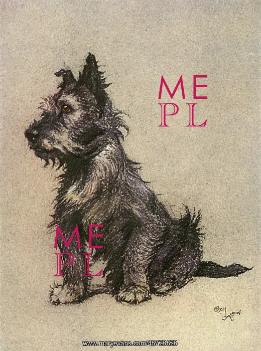  : Cairn Terrier