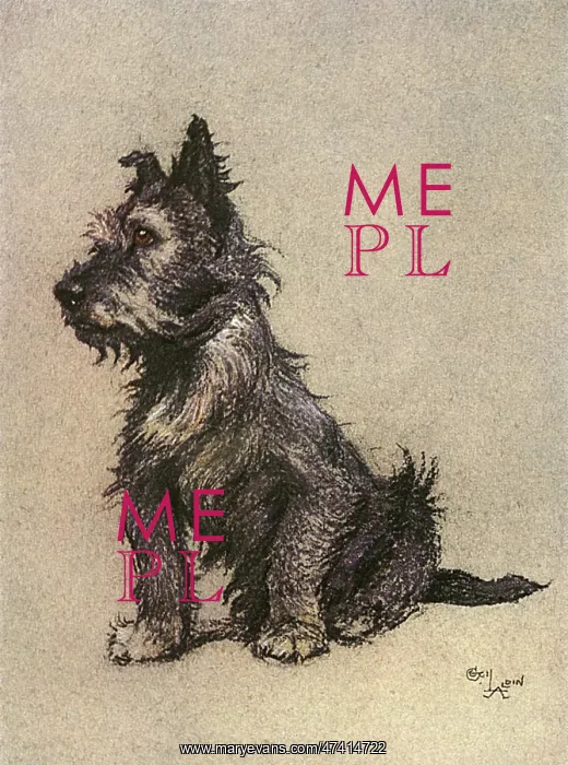  : Cairn Terrier