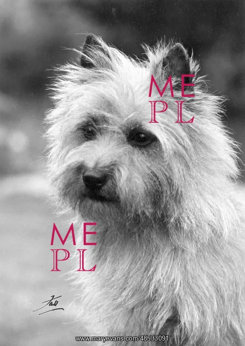  : CAIRNS TERRIER / 1963