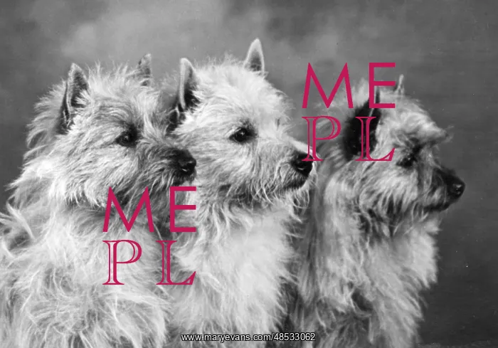  : THREE CAIRNS TERRIERS