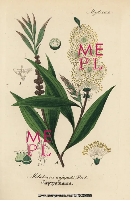 : Cajuput or white samet, Melaleuca cajuputi : Cajuput or white samet, Melaleuca cajuputi