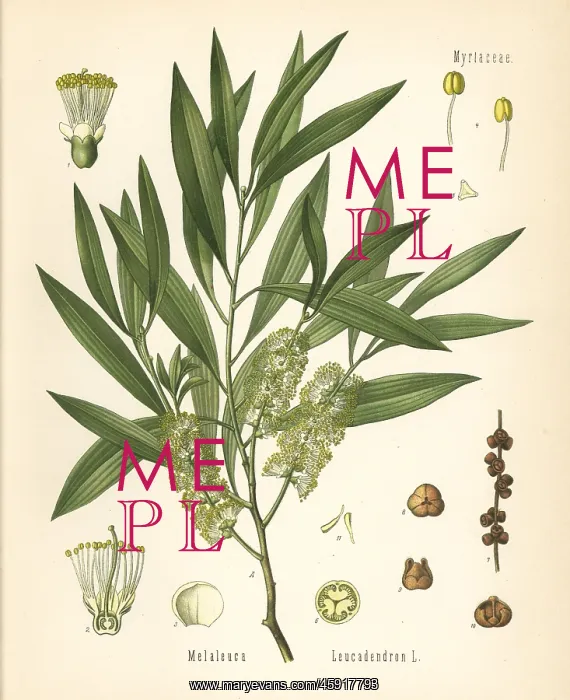 : Cajuput or white samet, Melaleuca cajuputi : Cajuput or white samet, Melaleuca cajuputi
