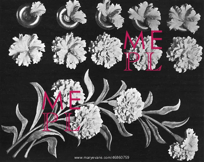 : Cake design, flower making : Cake design, flower making