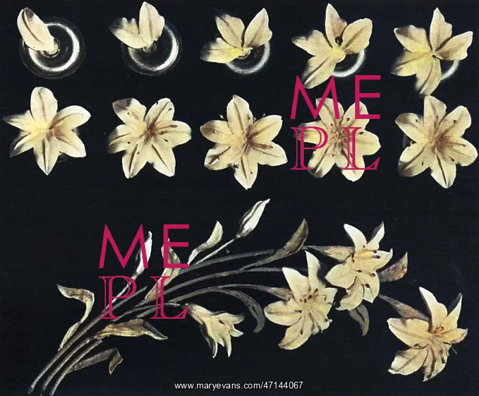  : Cake design, flower making