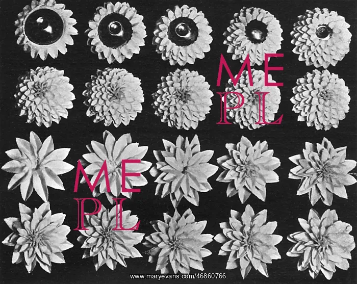 : Cake design, flower making. Dahlias : Cake design, flower making. Dahlias