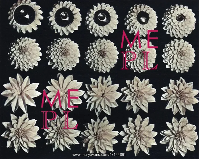 : Cake design, flower making. Dahlias : Cake design, flower making. Dahlias