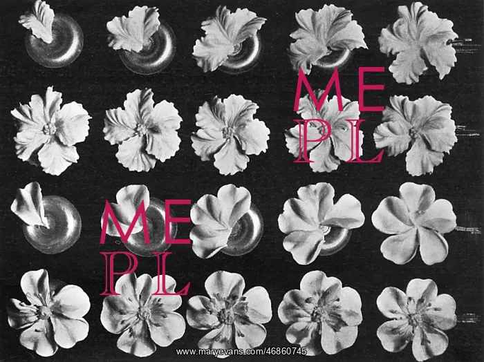 : Cake design, flower making, Petunia, Wild Rose : Cake design, flower making, Petunia, Wild Rose
