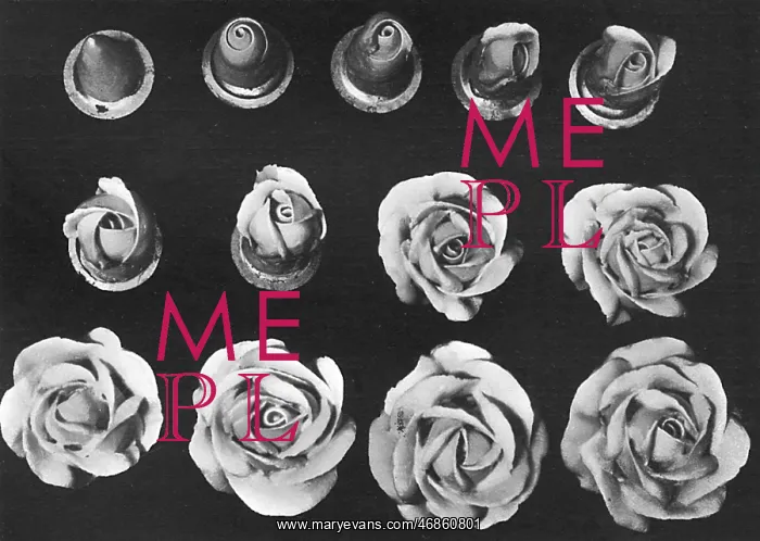 : Cake design, flower making. The Rose : Cake design, flower making. The Rose