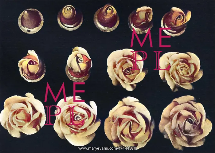 : Cake design, flower making. The Rose : Cake design, flower making. The Rose