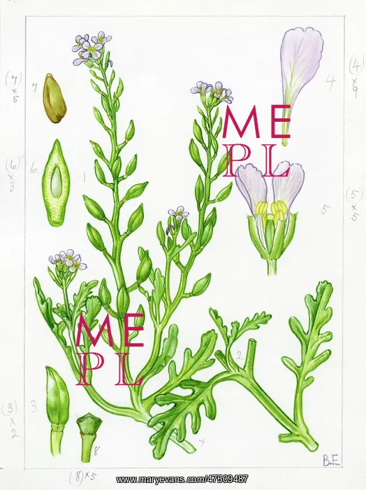 : Cakile maritima - searocket : Cakile maritima - searocket