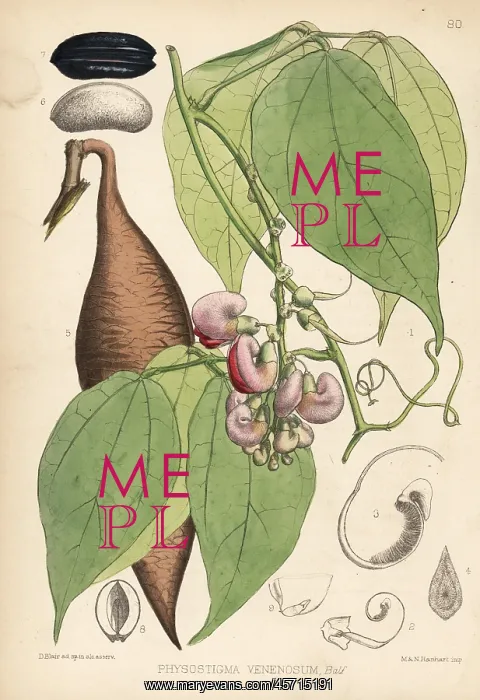 : Calabar bean or ordeal bean, Physostigma venenosum : Calabar bean or ordeal bean, Physostigma venenosum