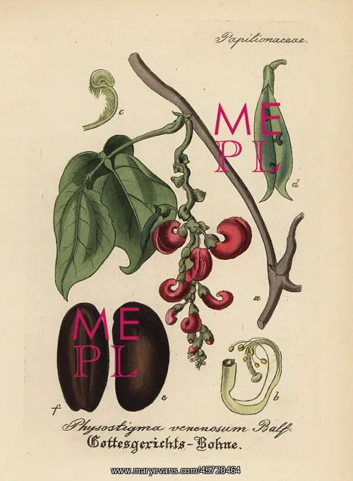 : Calabar bean or ordeal bean, Physostigma venenosum : Calabar bean or ordeal bean, Physostigma venenosum