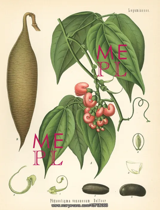 : Calabar bean or ordeal bean, Physostigma venenosum : Calabar bean or ordeal bean, Physostigma venenosum