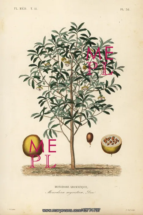 : Calabash nutmeg, Monodora myristica : Calabash nutmeg, Monodora myristica