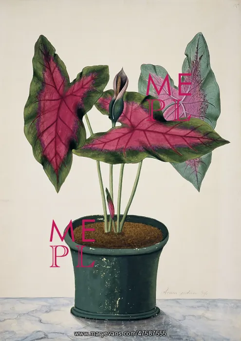 : Caladium bicolor, caladium : Caladium bicolor, caladium
