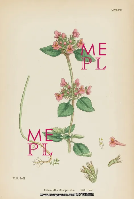  : CALAMINTHA CLINOPODIUM