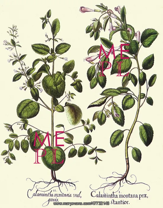 : Calamintha montana : Calamintha montana