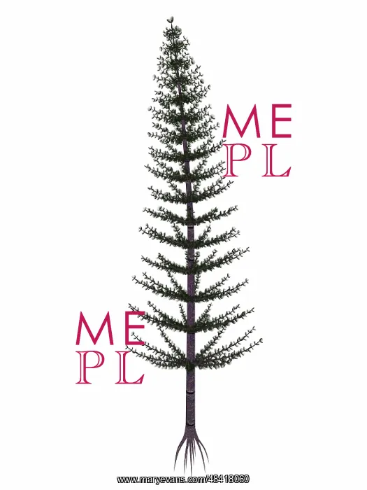 : Calamites prehistoric tree from the Carboniferous and ? : Calamites prehistoric tree from the Carboniferous and ?